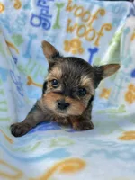 Andrew, a male Yorkshire Terrier for sale in Red House, WV – 3 of 4