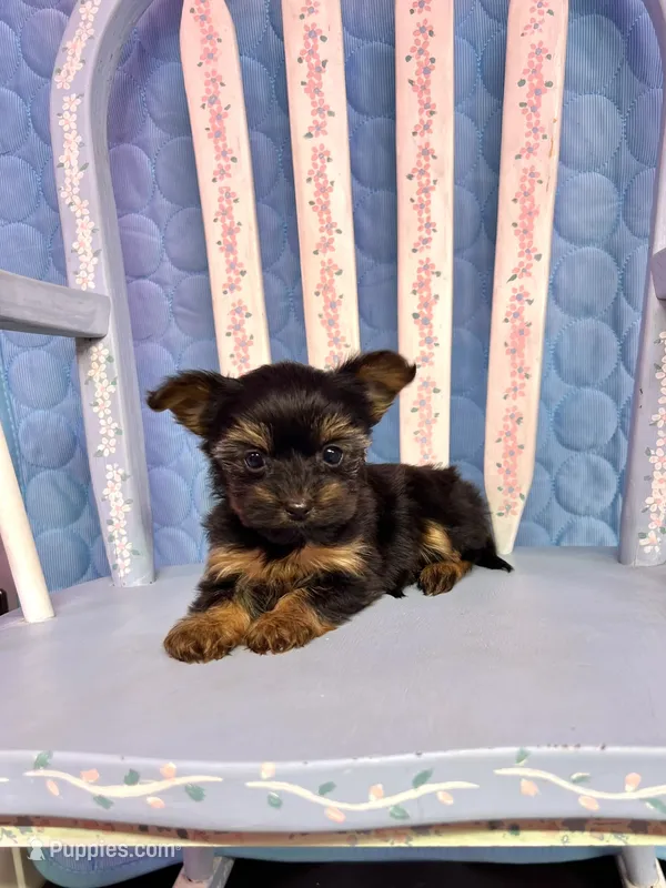 Lacy – Yorkshire Terrier puppy for sale in Red House, WV