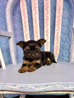 Lacy, a female Yorkshire Terrier for sale in Red House, WV – 1 of 4