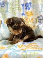 Twix, a female Yorkshire Terrier for sale in Red House, WV – 4 of 6