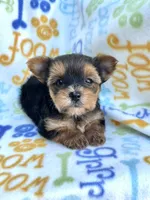 Lincoln, a male Yorkshire Terrier for sale in Red House, WV – 2 of 4