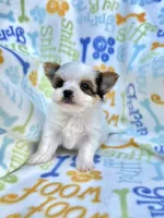 Jackson, a male Yorkshire Terrier for sale in Red House, WV – 2 of 7