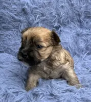 Joey, a male Morkie for sale in Red House, WV – 2 of 4