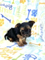 Chloe, a female Yorkshire Terrier for sale in Red House, WV – 3 of 5