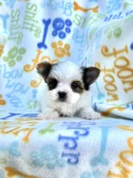 Jackson, a male Yorkshire Terrier for sale in Red House, WV – 4 of 7