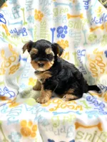 Snickers, a male Yorkshire Terrier for sale in Red House, WV – 2 of 4