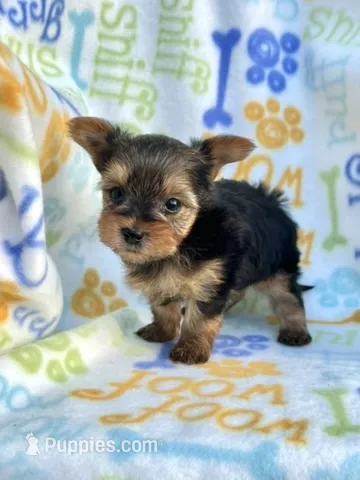 Andrew – Yorkshire Terrier puppy for sale in Red House, WV