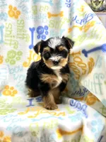 Kit Kat, a female Yorkshire Terrier for sale in Red House, WV – 6 of 6