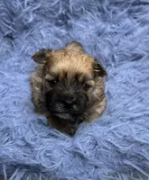 Joey, a male Morkie for sale in Red House, WV – 1 of 4