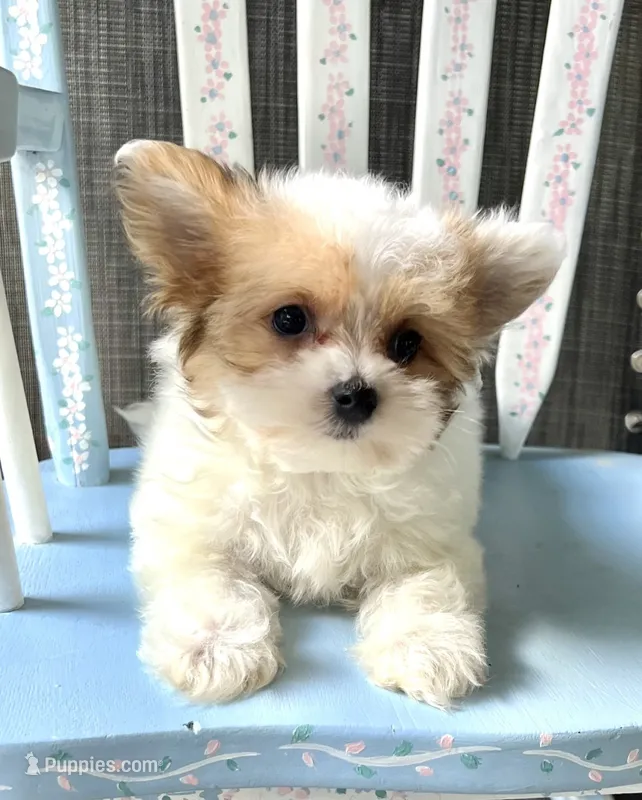 Admiral – Morkie puppy for sale in Red House, WV