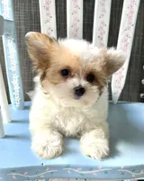 Admiral, a male Morkie for sale in Red House, WV – 1 of 5