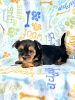 Bridget, a female Yorkshire Terrier for sale in Red House, WV – 5 of 5