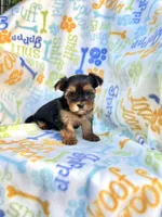 Bridget, a female Yorkshire Terrier for sale in Red House, WV – 4 of 5