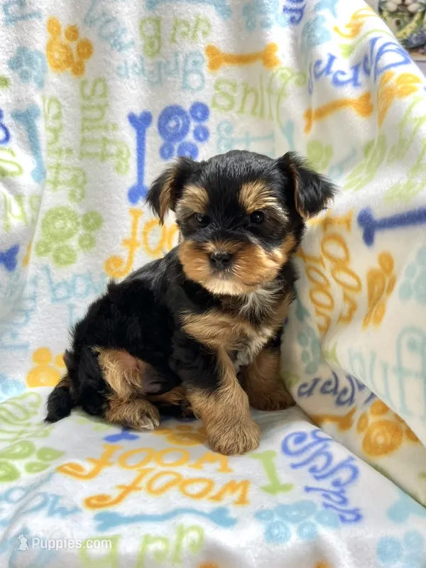Snickers – Yorkshire Terrier puppy for sale in Red House, WV