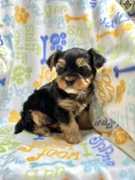 Snickers, a male Yorkshire Terrier for sale in Red House, WV – 1 of 4