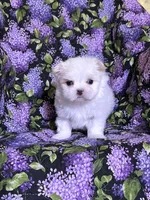 Bridget, a female Maltese for sale in Red House, WV – Photo 2 of 2