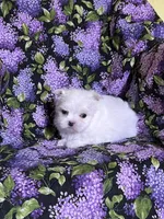 Bridget, a female Maltese for sale in Red House, WV – Photo 1 of 2