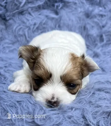 Rick – Morkie puppy for sale in Red House, WV