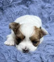 Rick, a male Morkie for sale in Red House, WV – 1 of 5