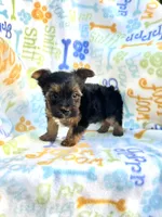 Chloe, a female Yorkshire Terrier for sale in Red House, WV – 5 of 5