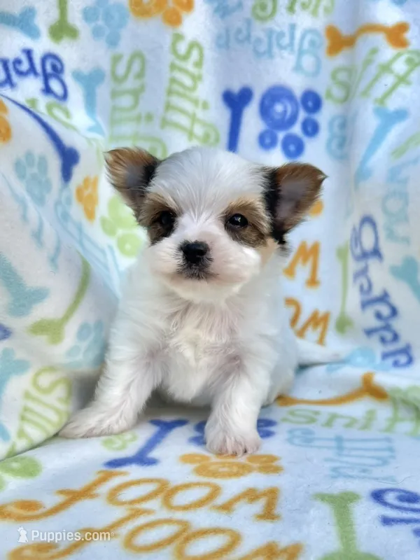 Jackson – Yorkshire Terrier puppy for sale in Red House, WV