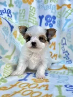 Jackson, a male Yorkshire Terrier for sale in Red House, WV – 1 of 7