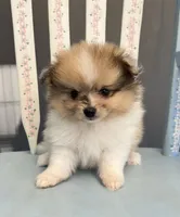 Mochi, a male Pomeranian for sale in Red House, WV – 3 of 4