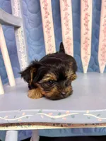 Lola, a female Yorkshire Terrier for sale in Red House, WV – 4 of 4