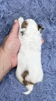 Rick, a male Morkie for sale in Red House, WV – 5 of 5