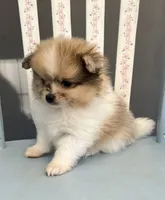 Mochi, a male Pomeranian for sale in Red House, WV – 2 of 4