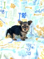 Andrew, a male Yorkshire Terrier for sale in Red House, WV – 2 of 4