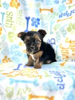 Chloe, a female Yorkshire Terrier for sale in Red House, WV – 4 of 5