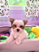 Jackson, a male Yorkshire Terrier for sale in Red House, WV – 4 of 10