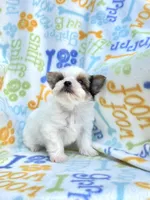 Jackson, a male Yorkshire Terrier for sale in Red House, WV – 7 of 7