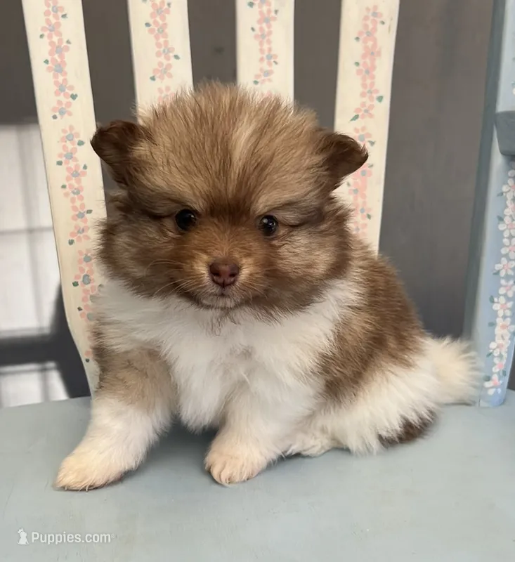 Hazel – Pomeranian puppy for sale in Red House, WV