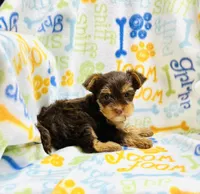Twix, a female Yorkshire Terrier for sale in Red House, WV – 5 of 6
