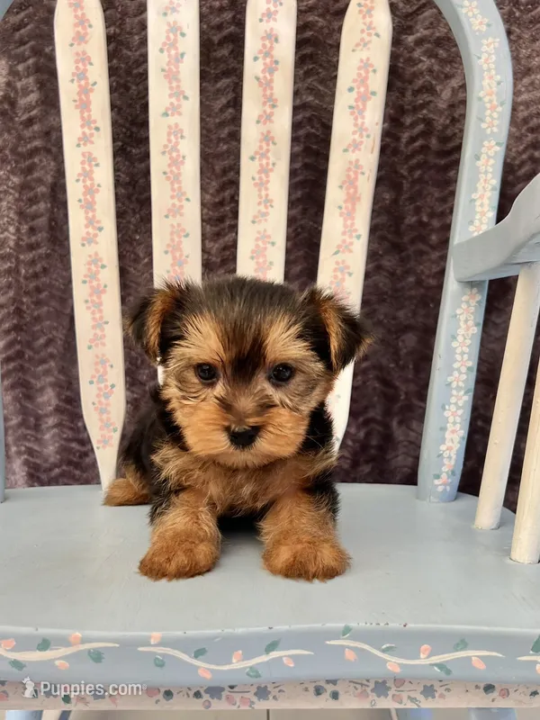 Archie – Yorkshire Terrier puppy for sale in Red House, WV