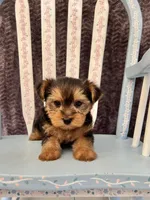 Archie, a male Yorkshire Terrier for sale in Red House, WV – 1 of 5