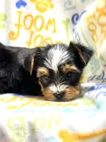 Kit Kat, a female Yorkshire Terrier for sale in Red House, WV – 2 of 6