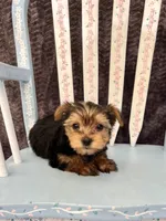 Alfie, a male Yorkshire Terrier for sale in Red House, WV – 2 of 4