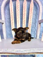 Lacy, a female Yorkshire Terrier for sale in Red House, WV – 4 of 4