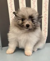 Lily, a female Pomeranian for sale in Red House, WV – 2 of 4