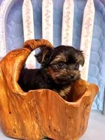 Lola, a female Yorkshire Terrier for sale in Red House, WV – 3 of 4