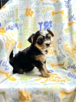 Kit Kat, a female Yorkshire Terrier for sale in Red House, WV – 4 of 6