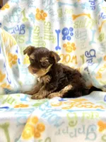Twix, a female Yorkshire Terrier for sale in Red House, WV – 3 of 6