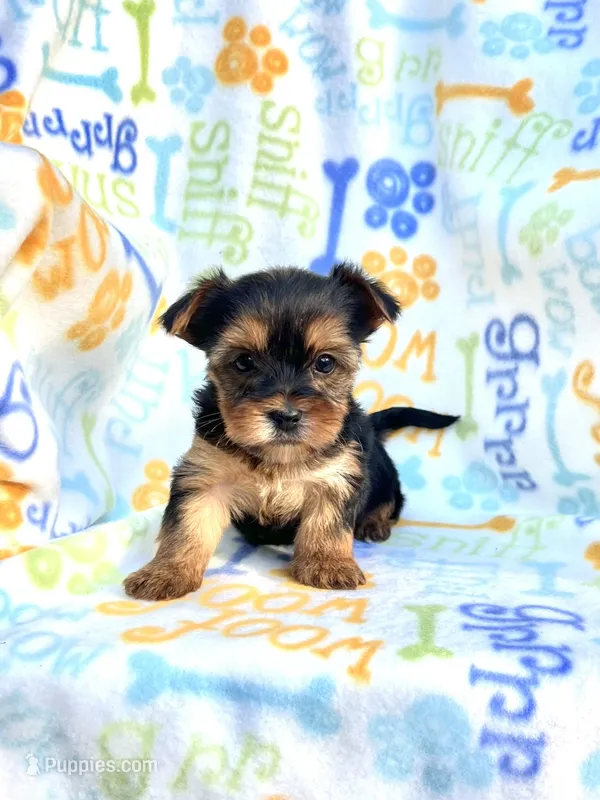 Bridget – Yorkshire Terrier puppy for sale in Red House, WV
