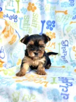 Bridget, a female Yorkshire Terrier for sale in Red House, WV – 1 of 5