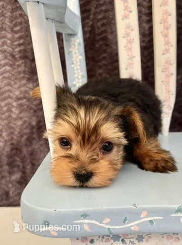 Alfie – Yorkshire Terrier puppy for sale in Red House, WV
