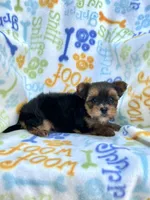 Lincoln, a male Yorkshire Terrier for sale in Red House, WV – 4 of 4