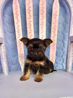 Lacy, a female Yorkshire Terrier for sale in Red House, WV – 2 of 4